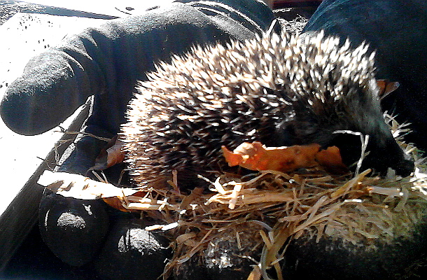 pindgrisling